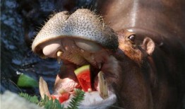 动物带你吃瓜,揭秘它们的饮食习惯与趣味瞬间