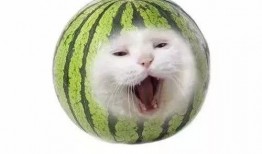 今天吃瓜了吗小说,揭秘娱乐圈背后的秘密与真相