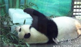 山魈吃瓜,揭秘森林中的神秘食客