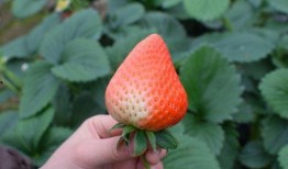 草莓吃瓜博主,揭秘网红博主背后的故事