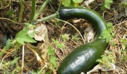 方瓜不能经常吃,健康饮食指南