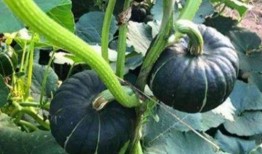 怎么吃小圆瓜好吃,轻松学会怎么吃小圆瓜好吃