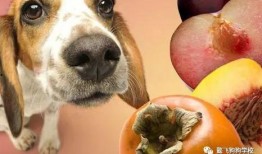 狗可以吃蜜瓜干吗怎么吃,狗狗的夏日美味小食，这样吃更健康