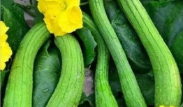 丝瓜能和水瓜一起吃吗吗,丝瓜与水瓜的搭配食用探讨