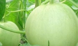 孕妇是否可以吃生瓜,孕妇能否食用生瓜解析