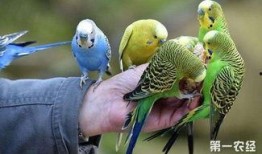 鹦鹉吃不吃小瓜虫