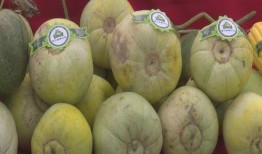 吃瓜协会大瓜,大瓜背后的真相与趣味