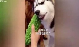 吃哈瓜有没,揭秘其独特魅力与食用体验