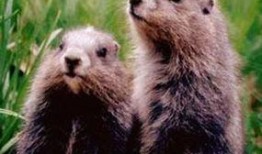 吃瓜的地鼠,揭秘瓜界新宠