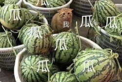 关于最近吃瓜,揭秘近期热门吃瓜事件背后的真相