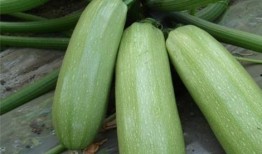 意大利瓜叶可以吃,探寻意大利瓜叶美食之旅