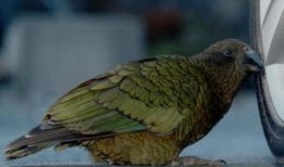 鹦鹉吃不吃小瓜虫