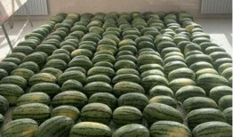 太原学校吃瓜,揭秘校园吃瓜背后的故事