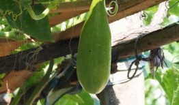 明月吃瓜,一场别开生面的吃瓜之旅