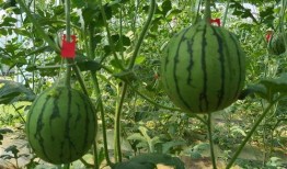 吊放瓜怎么吃,解锁美味新体验