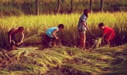 在农村吃高粱瓜,高粱瓜的独特风味与记忆