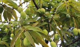 云南芒市吃瓜,云南芒市的夏日美味之旅