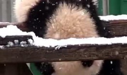 吃瓜小熊重庆,吃瓜小熊带你探秘重庆美食之旅