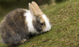 兔子吃瓜视频解压,欢乐解压，轻松一刻