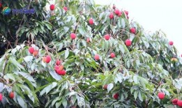 云南芒市吃瓜,云南芒市的夏日美味之旅