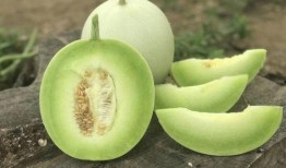 吃角瓜鸡蛋能吃玉菇蜜瓜吗,玉菇蜜瓜还能享用吗？营养搭配揭秘