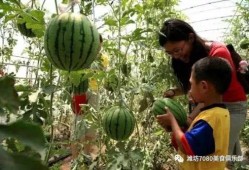 摘瓜吃视频,一场视觉盛宴的瓜田奇遇