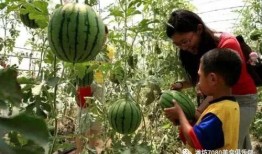 摘瓜吃视频,一场视觉盛宴的瓜田奇遇