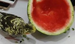 给鸡吃瓜,给鸡吃瓜，共享清凉时光