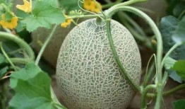 大白在吃瓜风情,揭秘娱乐圈那些不为人知的幕后故事