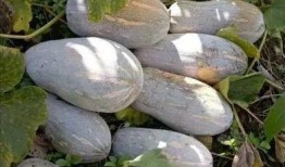 农村365吃瓜,瓜果飘香，共享田园生活