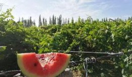 吃瓜吃到地头上,揭秘娱乐圈幕后故事