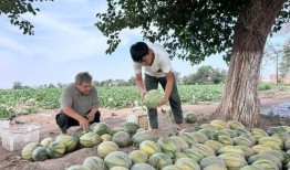 最新吃瓜缅北,最新吃瓜事件背后的真相与内幕