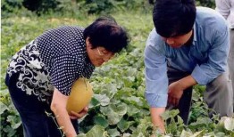 农村365吃瓜,瓜果飘香，共享田园生活