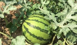 每个年代的吃瓜,怀旧零食风潮，童年味道的甜蜜回忆n2. 90年代：流行小吃崛起，街头美食的青春记忆n3. 00年代：快餐文化盛行，网络美食的探索之旅n4. 10年代：网红美食争霸，味蕾体验的无限可能n5. 20年代：健康饮食新风尚，绿色食品的崛起之路