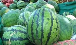 临夏吃瓜怎么爆料,揭秘爆料背后的真相