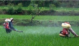 吃瓜 者被农药吃死了,悲剧！吃瓜群众误食农药中毒身亡