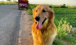 狗可以吃蜜瓜干吗怎么吃,狗狗的夏日美味小食，这样吃更健康