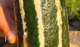 现在吃瓜按个吃,按个吃瓜，轻松畅享夏日清凉