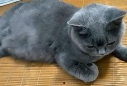 玩具猫吃瓜视频,萌态十足，带你领略萌宠趣味时光