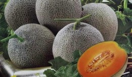 哈密瓜玩着吃,边玩边享的夏日美味体验