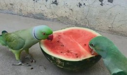 鹦鹉吃瓜头条号,揭秘动物界的“网红”生活