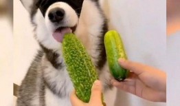 吃哈瓜有没,揭秘其独特魅力与食用体验