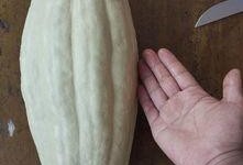 结瓜怎么吃有毒,如何安全食用