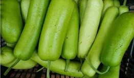 瓠子葫芦瓜怎么吃,瓠子葫芦瓜的多彩食法探索