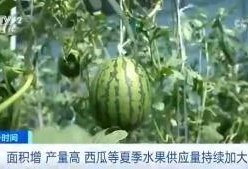 spirit吃瓜群众,揭秘“Spirit”吃瓜群众背后的故事