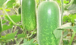 吃瓜-12-25,12月25日那些不为人知的瓜