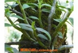 有瓜石斛怎么吃