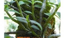 有瓜石斛怎么吃