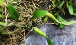 有瓜石斛怎么吃