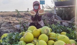 甘肃民勤沙漠蜜瓜送吃瓜,沙漠中的甜蜜馈赠，共享自然美味